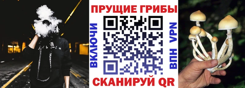 продажа наркотиков  mega ССЫЛКА  Псилоцибиновые грибы мухоморы  Мончегорск 