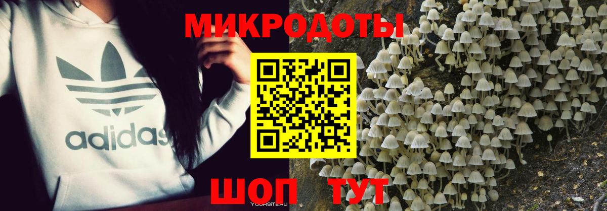 Галлюциногенные грибы Psilocybe Мончегорск